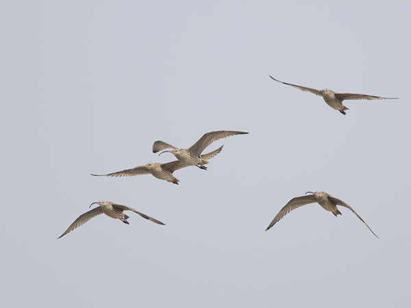 Kuovi, Eurasian Curlew, Numenius arquata