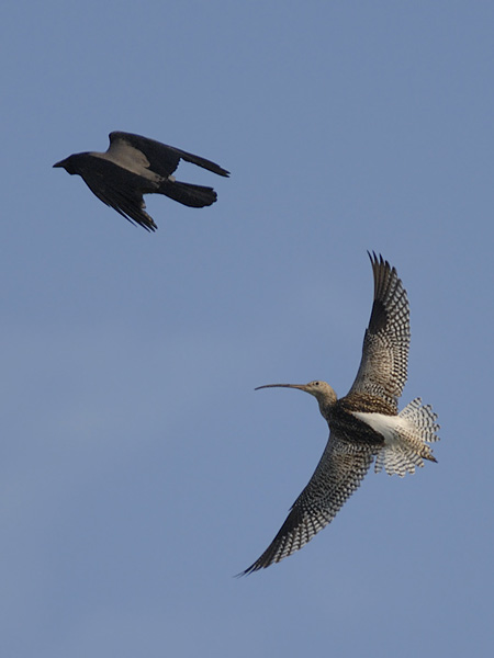 Kuovi, Eurasian Curlew, Numenius arquata