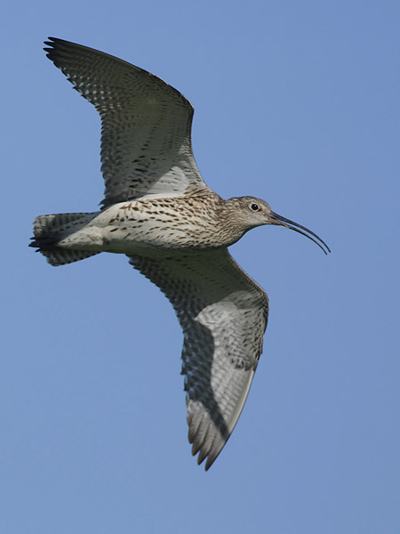 Kuovi, Eurasian Curlew, Numenius arquata