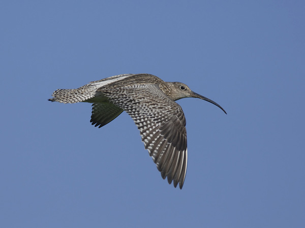 Kuovi, Eurasian Curlew, Numenius arquata