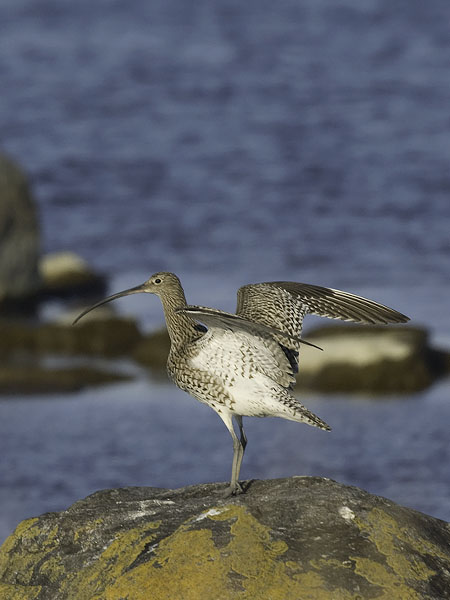 Kuovi, Eurasian Curlew, Numenius arquata
