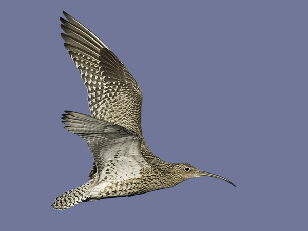 Kuovi, Eurasian Curlew, Numenius arquata