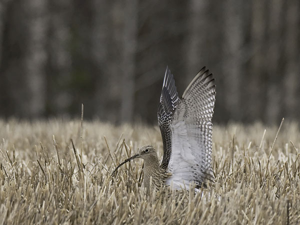 Kuovi, Eurasian Curlew, Numenius arquata
