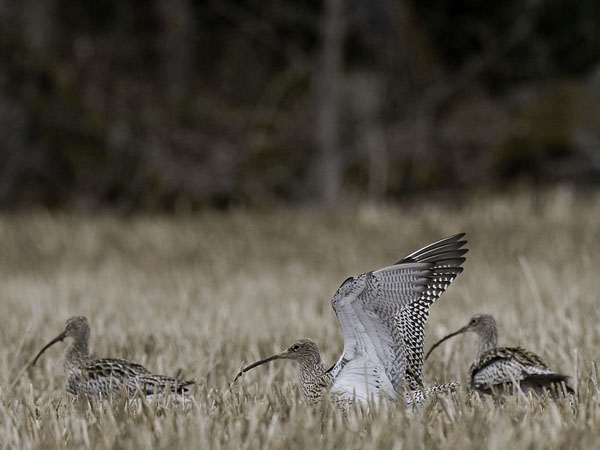 Kuovi, Eurasian Curlew, Numenius arquata