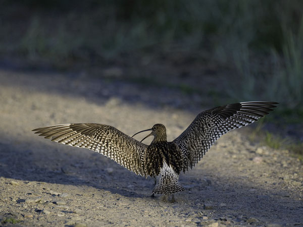 Kuovi, Eurasian Curlew, Numenius arquata