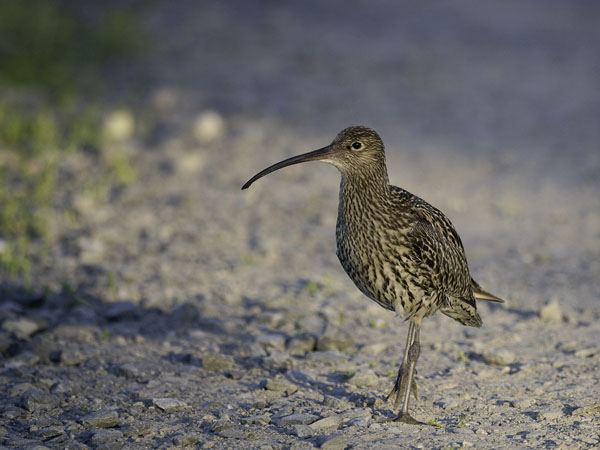 Kuovi, Eurasian Curlew, Numenius arquata