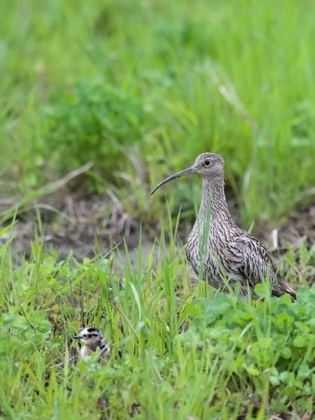 Kuovi, Eurasian Curlew, Numenius arquata