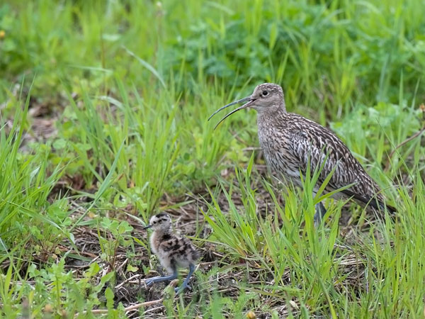 Kuovi, Eurasian Curlew, Numenius arquata