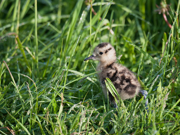 Kuovi, Eurasian Curlew, Numenius arquata