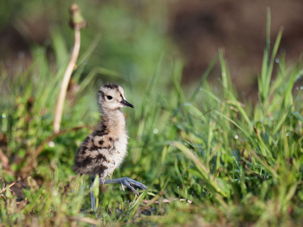 Kuovi, Eurasian Curlew, Numenius arquata