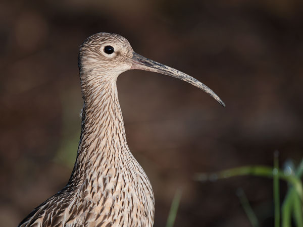 Kuovi, Eurasian Curlew, Numenius arquata