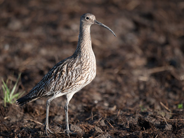 Kuovi, Eurasian Curlew, Numenius arquata