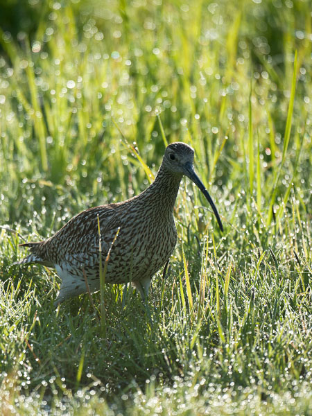Kuovi, Eurasian Curlew, Numenius arquata