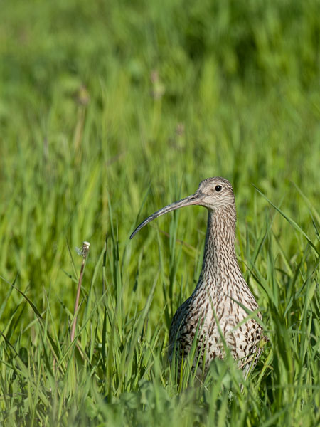 Kuovi, Eurasian Curlew, Numenius arquata