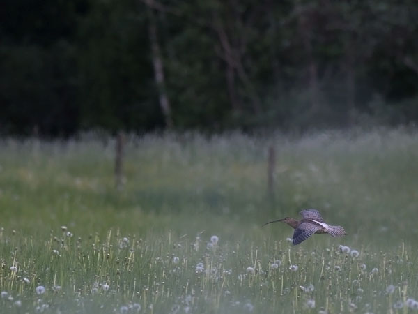 Kuovi, Eurasian Curlew, Numenius arquata
