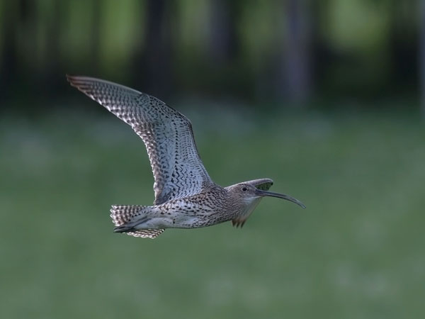 Kuovi, Eurasian Curlew, Numenius arquata