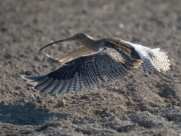 Kuovi, Eurasian Curlew, Numenius arquata