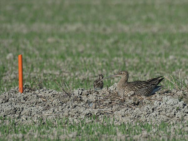 Kuovi, Eurasian Curlew, Numenius arquata