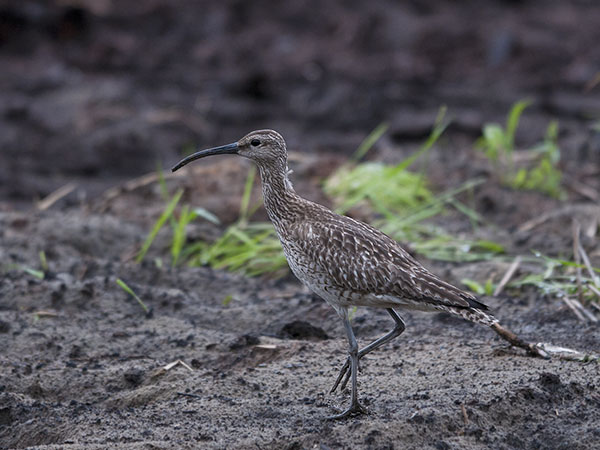 Pikkukuovi, Whimbrel, Numenius phaeopus