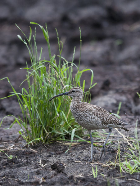 Pikkukuovi, Whimbrel, Numenius phaeopus