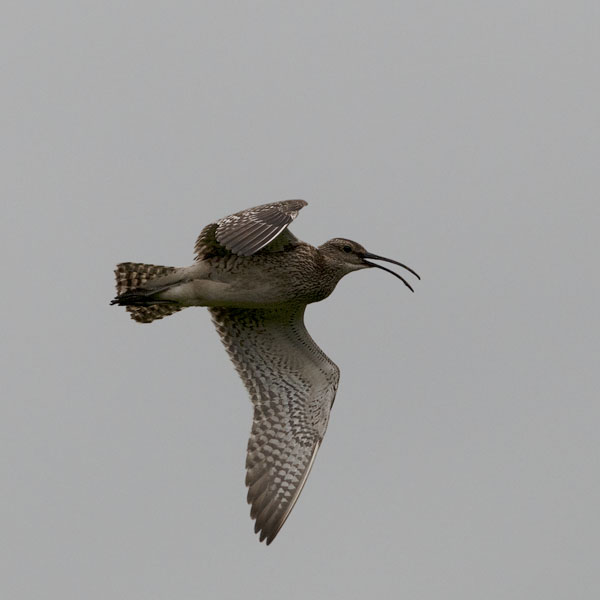 Pikkukuovi, Whimbrel, Numenius phaeopus