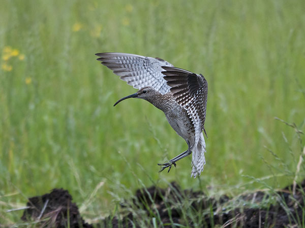 Pikkukuovi, Whimbrel, Numenius phaeopus