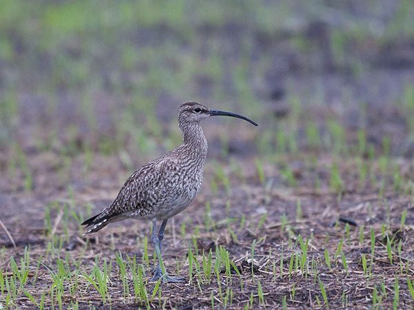 Pikkukuovi, Whimbrel, Numenius phaeopus