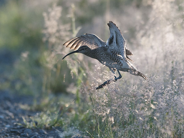 Pikkukuovi, Whimbrel, Numenius phaeopus