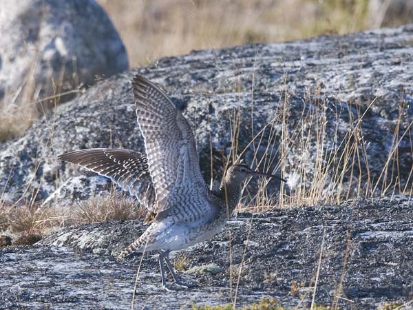 Pikkukuovi, Whimbrel, Numenius phaeopus