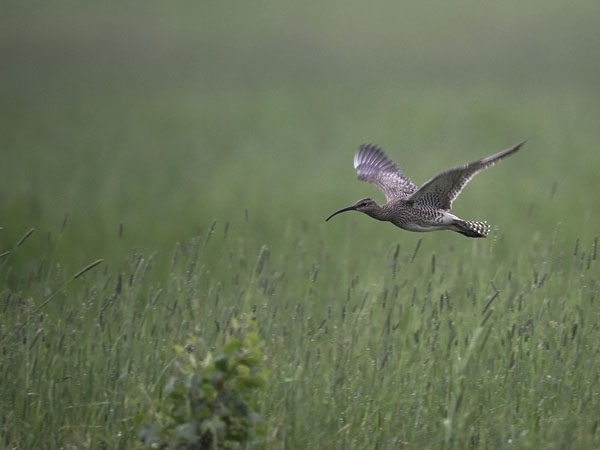 Pikkukuovi, Whimbrel, Numenius phaeopus