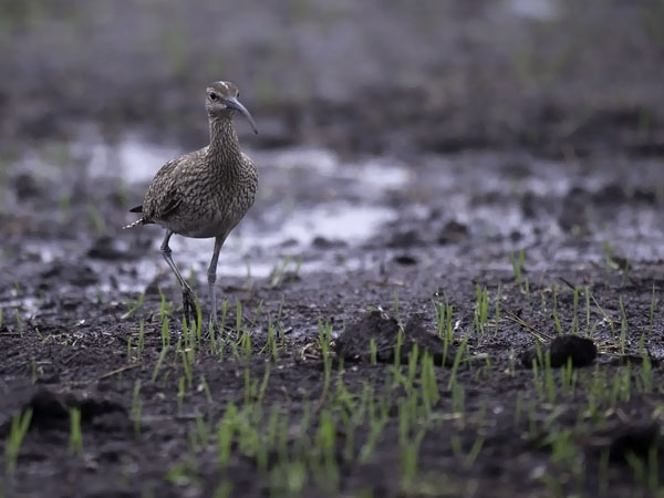 Pikkukuovi, Whimbrel, Numenius phaeopus