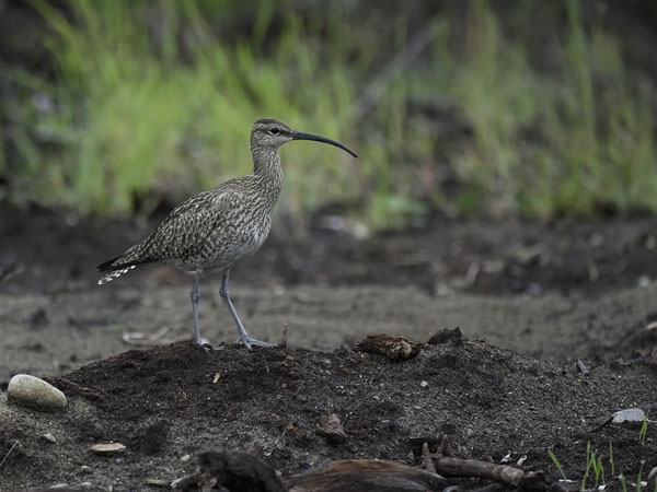 Pikkukuovi, Whimbrel, Numenius phaeopus