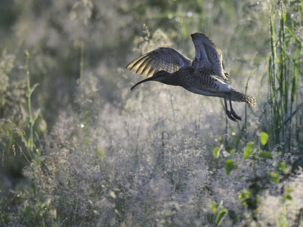 Pikkukuovi, Whimbrel, Numenius phaeopus