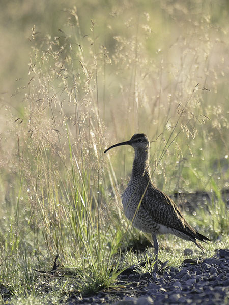 Pikkukuovi, Whimbrel, Numenius phaeopus