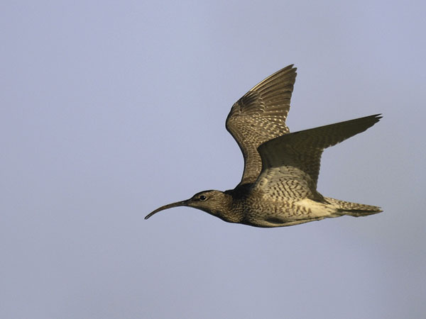 Pikkukuovi, Whimbrel, Numenius phaeopus