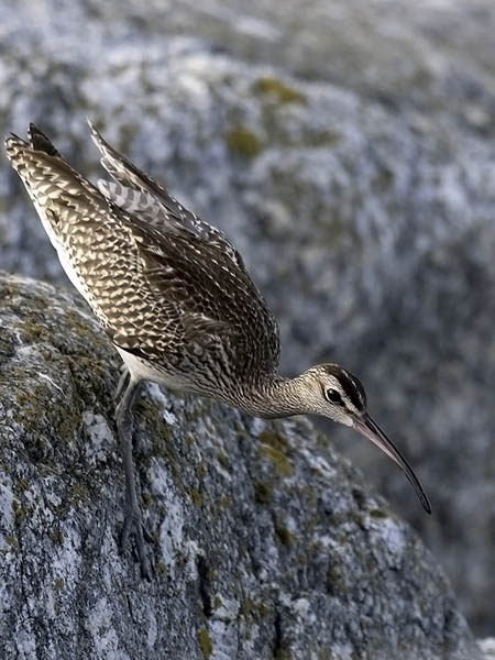 Pikkukuovi, Whimbrel, Numenius phaeopus