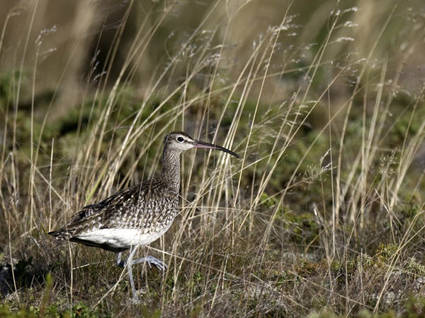 Pikkukuovi, Whimbrel, Numenius phaeopus
