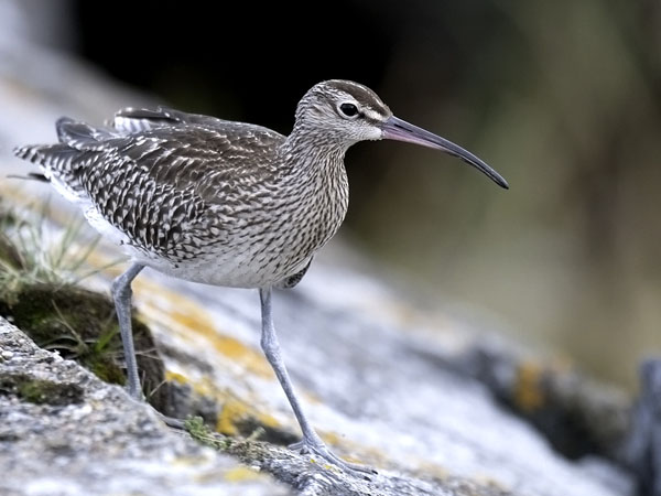 Pikkukuovi, Whimbrel, Numenius phaeopus
