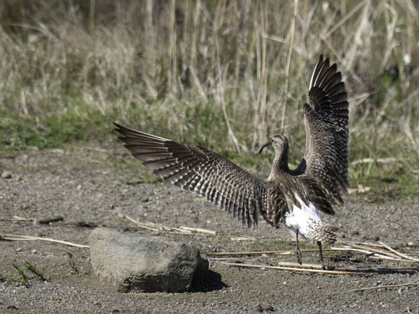 Pikkukuovi, Whimbrel, Numenius phaeopus