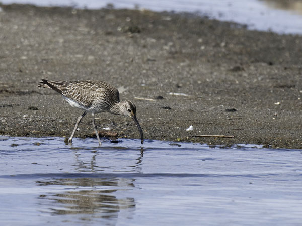 Pikkukuovi, Whimbrel, Numenius phaeopus