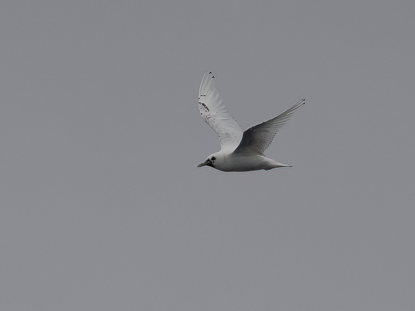 Jäälokki, Ivory Gull, Pagophila eburnea