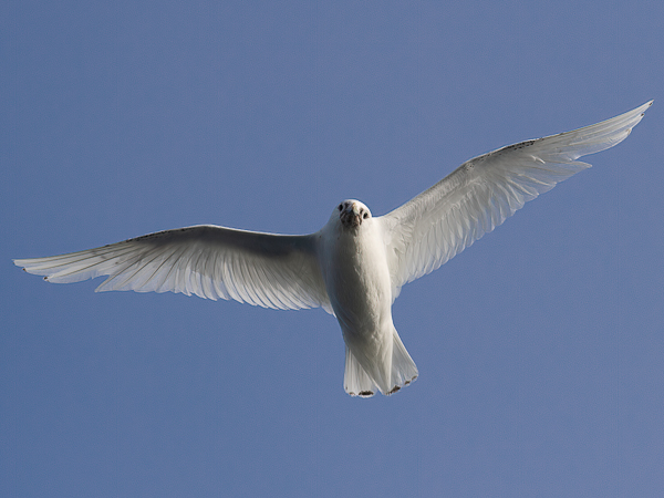 Jäälokki, Ivory Gull, Pagophila eburnea