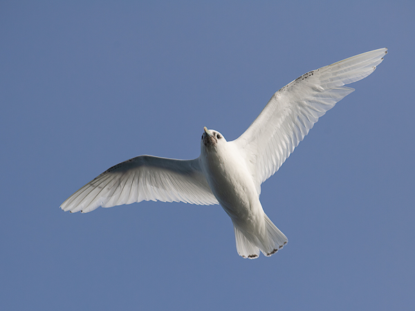 Jäälokki, Ivory Gull, Pagophila eburnea