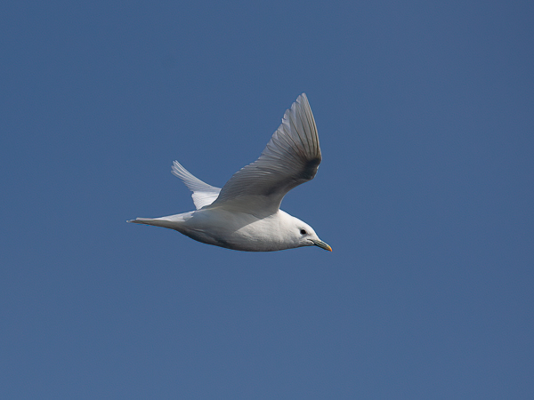 Jäälokki, Ivory Gull, Pagophila eburnea