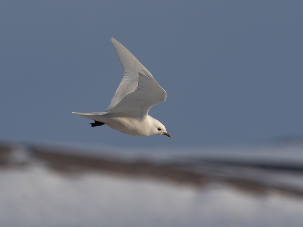 Jäälokki, Ivory Gull, Pagophila eburnea