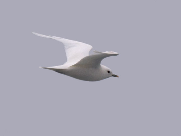Jäälokki, Ivory Gull, Pagophila eburnea