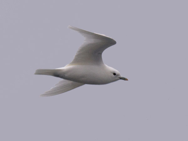 Jäälokki, Ivory Gull, Pagophila eburnea