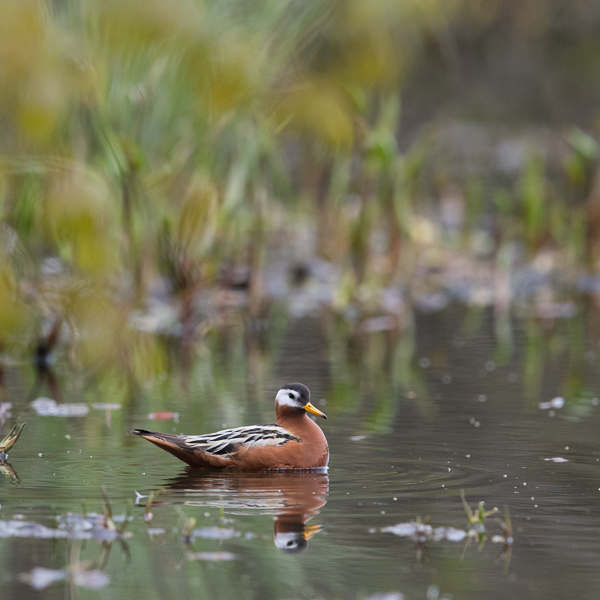 Isovesipääsky, Red Phalarope, Phalaropus fulicarius