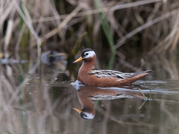 Isovesipääsky, Red Phalarope, Phalaropus fulicarius