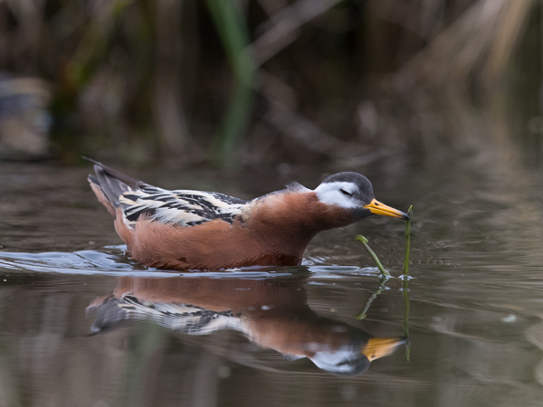 Isovesipääsky, Red Phalarope, Phalaropus fulicarius